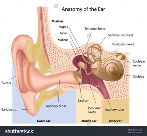 ear anatomy pictures.